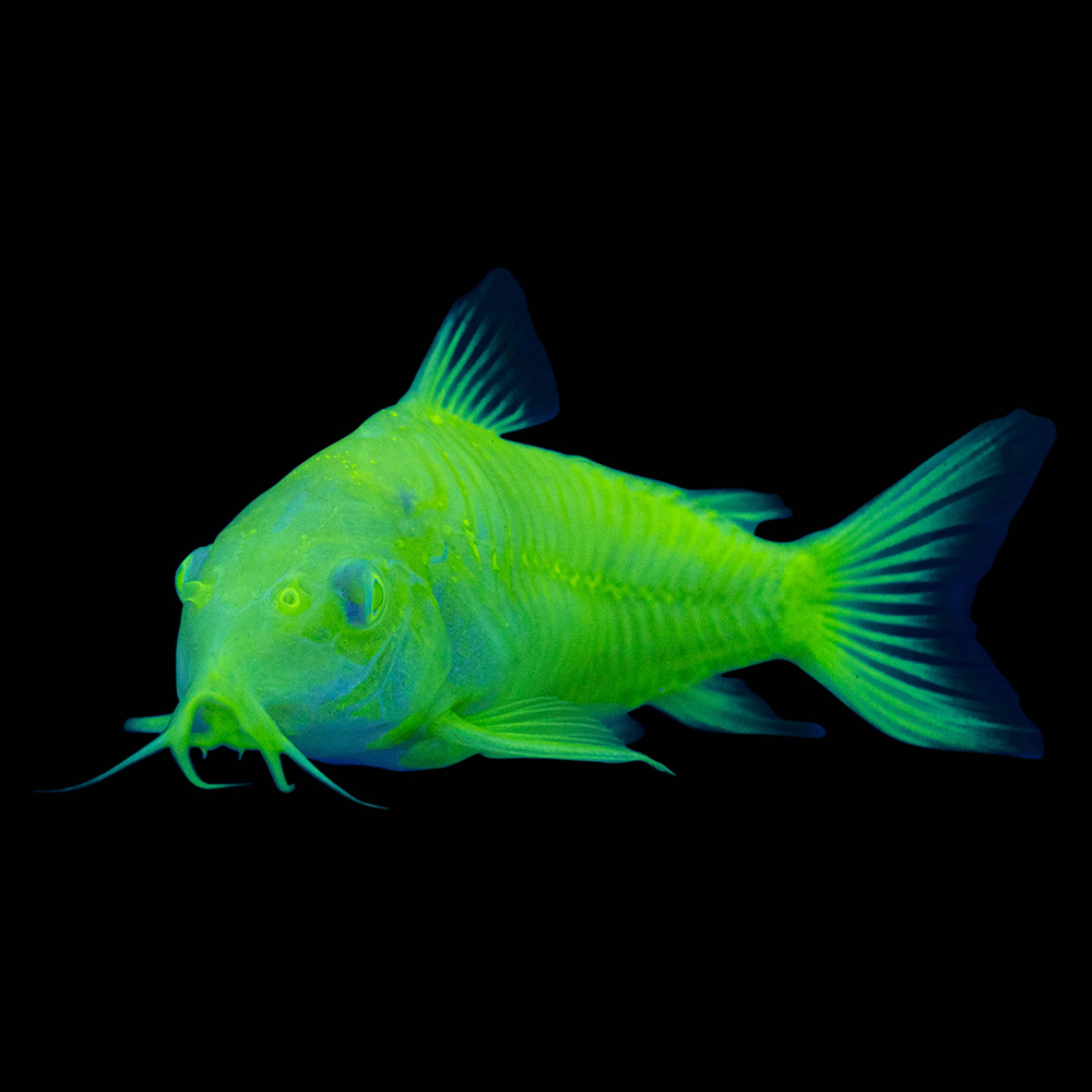 Cory tropical fish online